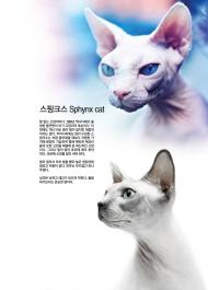 [] ũ Sphynx cat